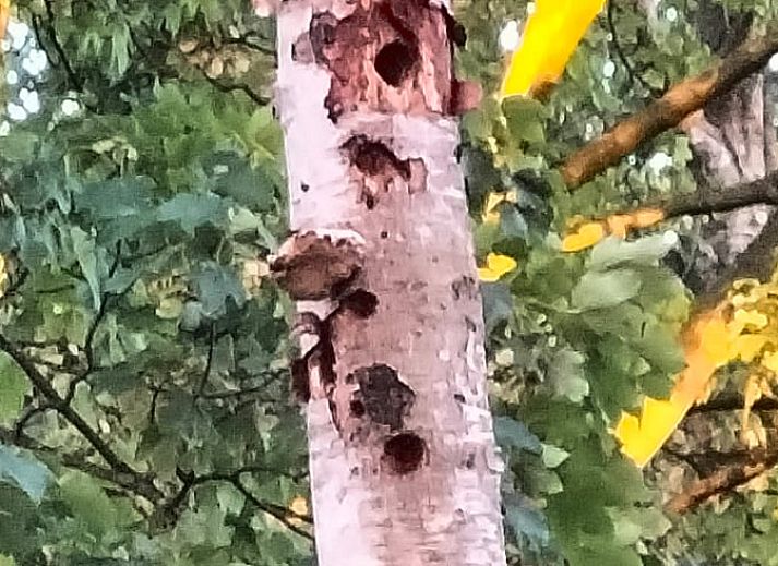 Comfortabele slaapkamer in Vakantiehuis in Epe, Veluwe, Gelderland met zachte kussens en warme dekens.