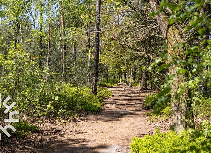 Sfeervolle slaapkamer in DG1439 vakantiehuis Epe, Veluwe met houten accenten.