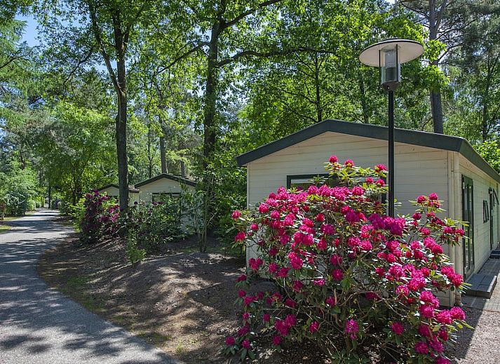 Guest house 322718 - Chalet Veluwe - SK6