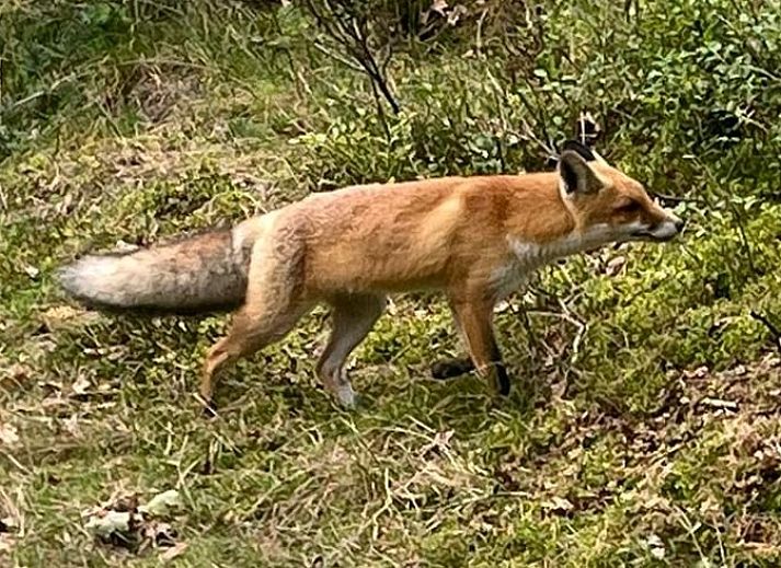 Geniet van de rust op het terras van Huisje in Epe, een vakantiehuis op de Veluwe in Gelderland, omringd door weelderige natuur.