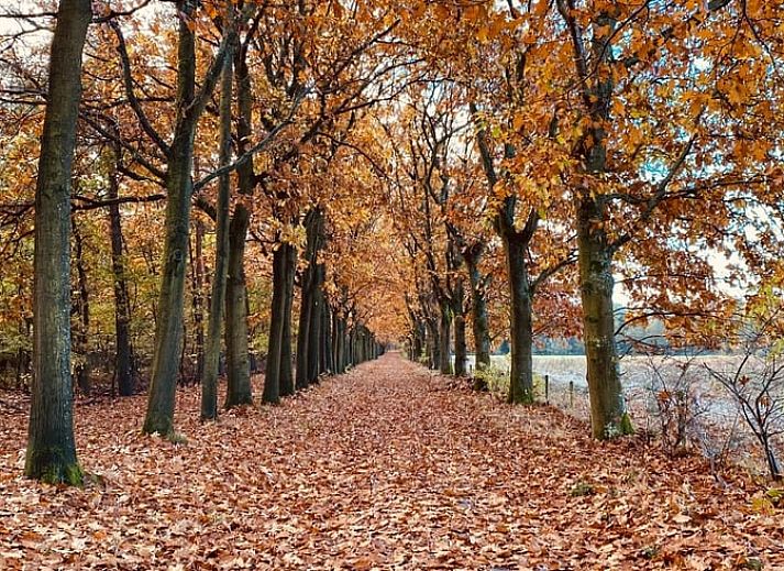 Geniet van de rust op het terras van Huisje in Epe, een vakantiehuis op de Veluwe in Gelderland, omringd door weelderige natuur.