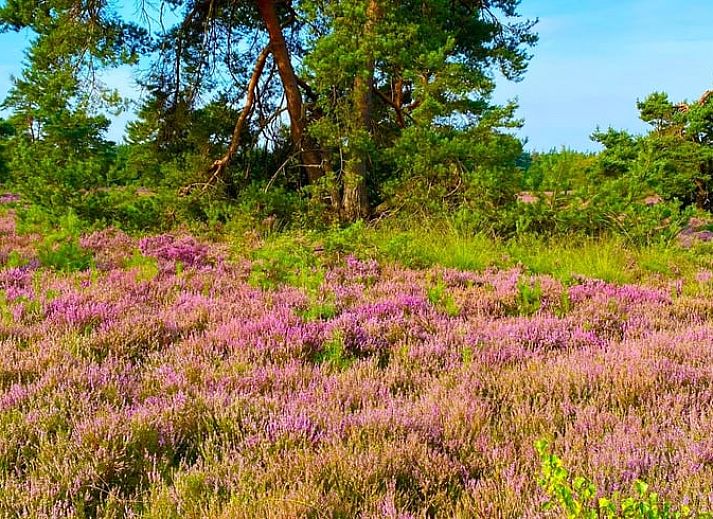 Verblijf 322732 - Vakantiewoning Veluwe - Huisje in Epe