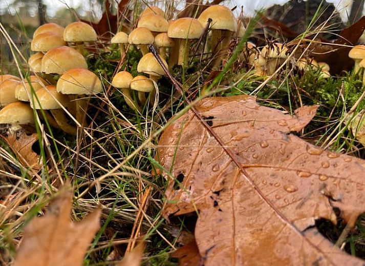 Unterkunft 322734 - Ferienhaus Veluwe - Vakantiehuis in Epe