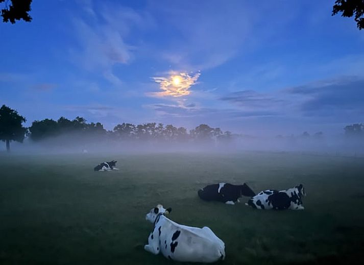 Unterkunft 322734 - Ferienhaus Veluwe - Vakantiehuis in Epe