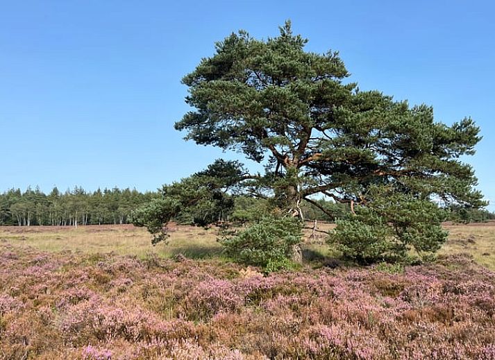 Unterkunft 322734 - Ferienhaus Veluwe - Vakantiehuis in Epe