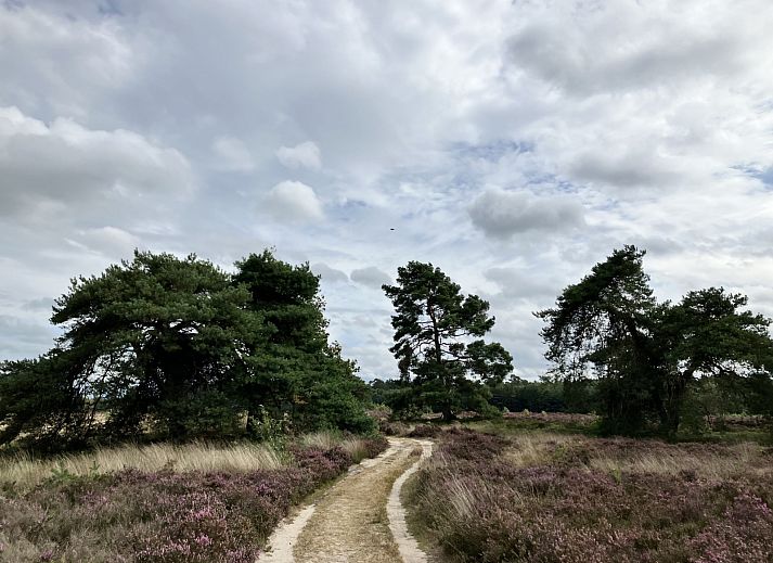 Verblijf 322739 - Vakantiewoning Veluwe - DG2161