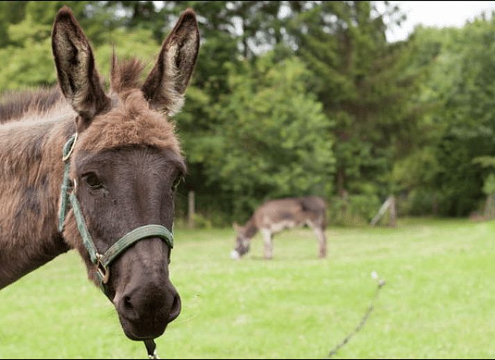 Unterkunft 322908 - Ferienhaus Veluwe - Vakantiehuis in Vierhouten