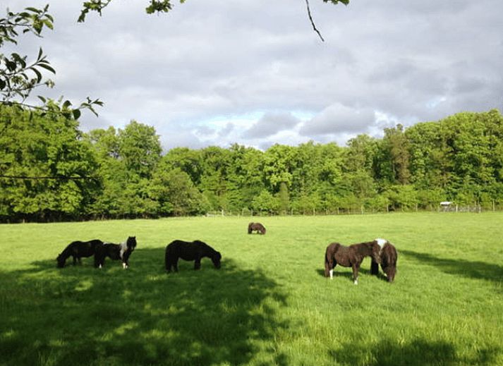 Unterkunft 322908 - Ferienhaus Veluwe - Vakantiehuis in Vierhouten