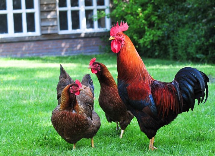 Welkom bij Het Zuyerbroeck in Nunspeet, Veluwe. Ontdek de charme van deze bed and breakfast te midden van de natuur.
