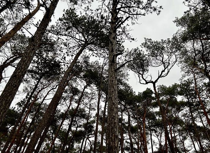 Blick aus dem Schlafzimmer im Ferienhaus in Nunspeet, Veluwe, Gelderland, mit ruhigem Garten und natuerlicher Umgebung fuer ultimative Entspannung.