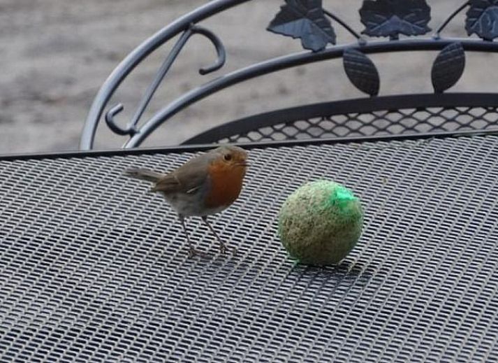 Cozy garden house next to cottage in Nunspeet, Veluwe, perfect for extra comfort in Gelderland.