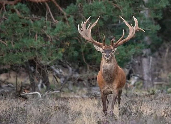 Cozy garden house next to cottage in Nunspeet, Veluwe, perfect for extra comfort in Gelderland.