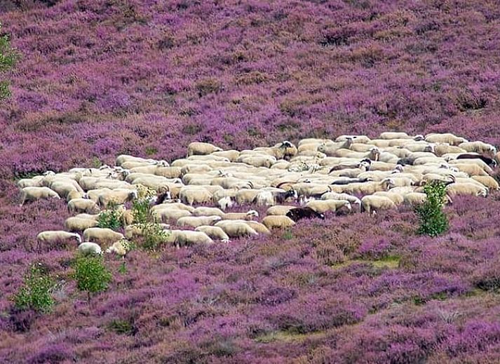 Stylish living room in Holiday home in Nunspeet, Veluwe, with comfortable seating area in Gelderland.