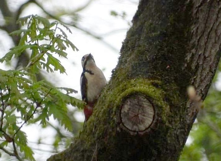 Stylish living room in Holiday home in Nunspeet, Veluwe, with comfortable seating area in Gelderland.