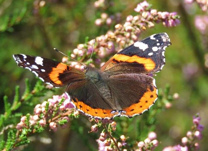 Stylish living room in Holiday home in Nunspeet, Veluwe, with comfortable seating area in Gelderland.