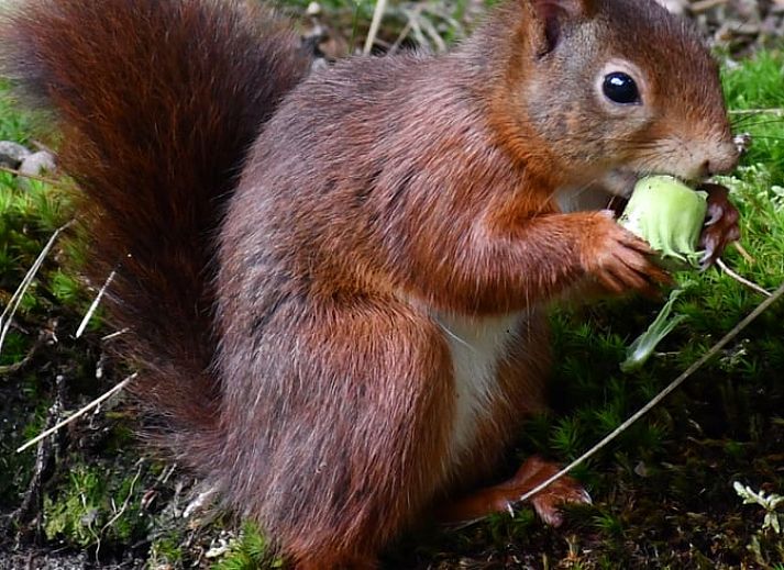 Modern dining room in Cottage in Nunspeet, Veluwe, overlooking the nature of Gelderland.