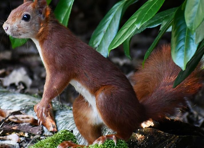 Modern dining room in Cottage in Nunspeet, Veluwe, overlooking the nature of Gelderland.