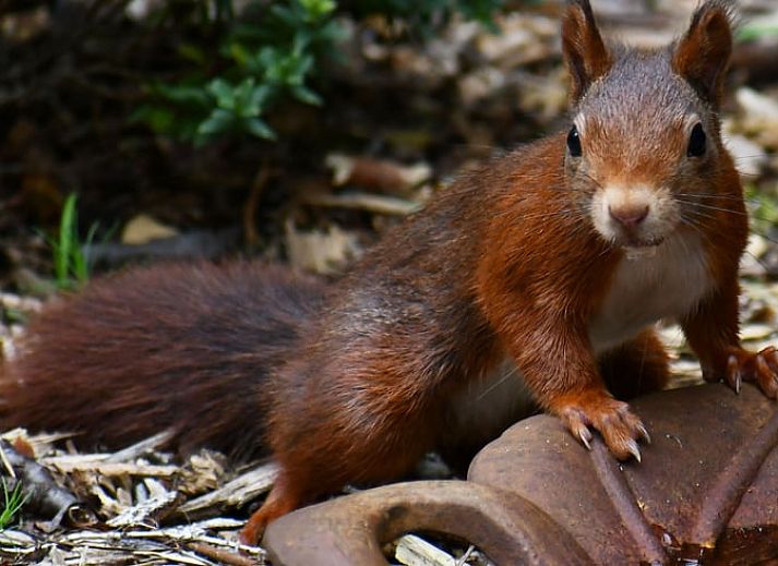 Modern dining room in Cottage in Nunspeet, Veluwe, overlooking the nature of Gelderland.