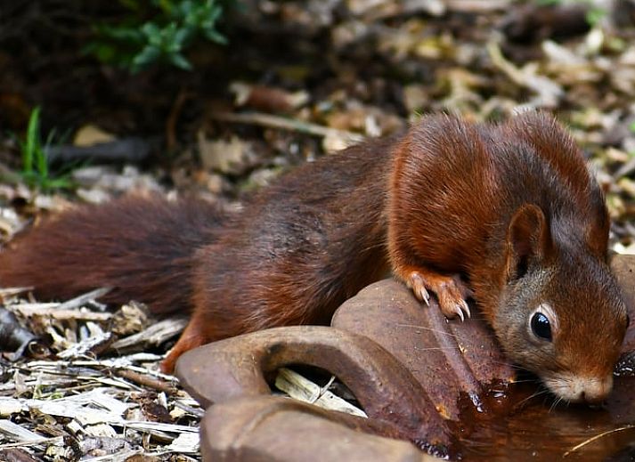 Fully equipped kitchen in Holiday cottage in Nunspeet, Veluwe, ideal for culinary adventures in Gelderland.