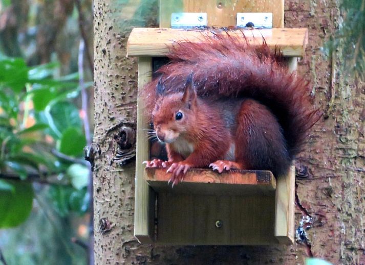 Vakantiehuis Jutta in Nunspeet op de Veluwe, Gelderland, omgeven door weelderige natuur en een serene vijver.