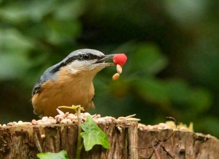 Vakantiehuis Jutta in Nunspeet op de Veluwe, Gelderland, omgeven door weelderige natuur en een serene vijver.