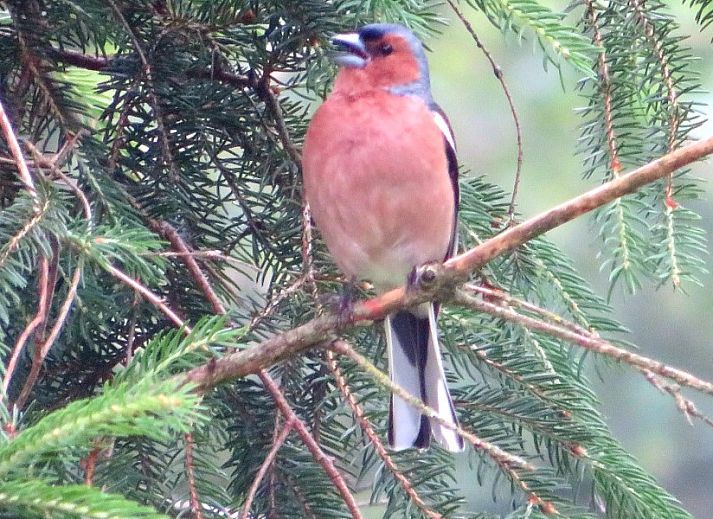 Vakantiehuis Jutta in Nunspeet op de Veluwe, Gelderland, omgeven door weelderige natuur en een serene vijver.