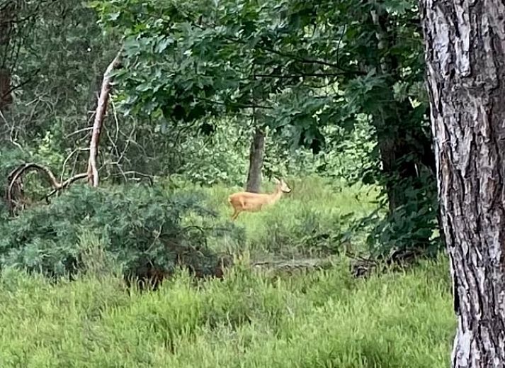 Buitenkant van vakantiehuisje in Lunteren met hertenschedel, Veluwe.