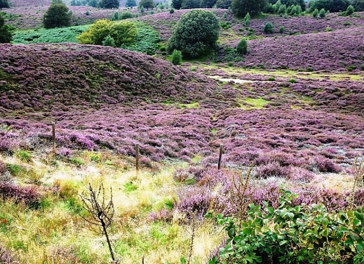 Oprit naar vakantiehuisje in Lunteren, Veluwe, omgeven door natuur.