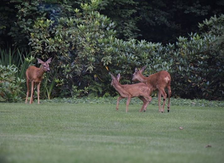 Gezellige woonkamer van Vakantiehuis in Lunteren, Veluwe, Gelderland met moderne inrichting.