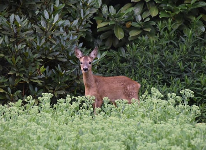 Eethoek in Vakantiehuis in Lunteren, Veluwe, Gelderland met stijlvolle meubels.