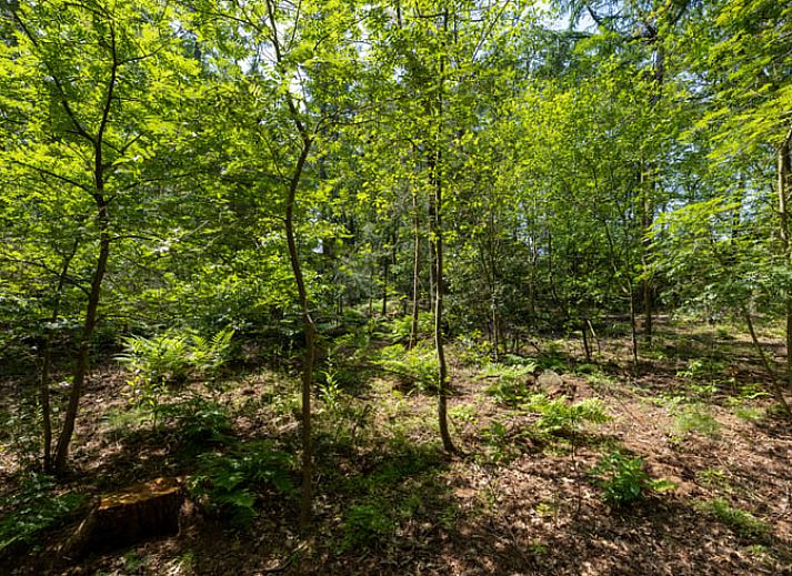 Moderne woonkamer in Vakantiehuis in Lunteren, Veluwe, Gelderland met tv en comfortabele bank.