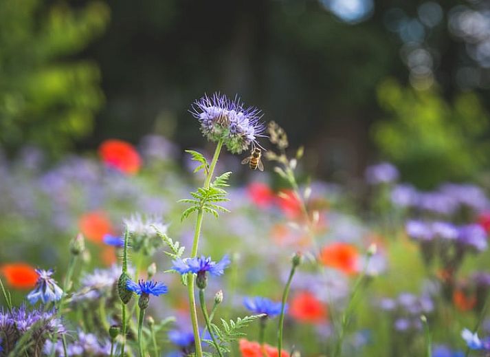 Authentieke slaapkamer met houten kast in Huisje in Uddel, vakantiehuis in Veluwe, Gelderland.