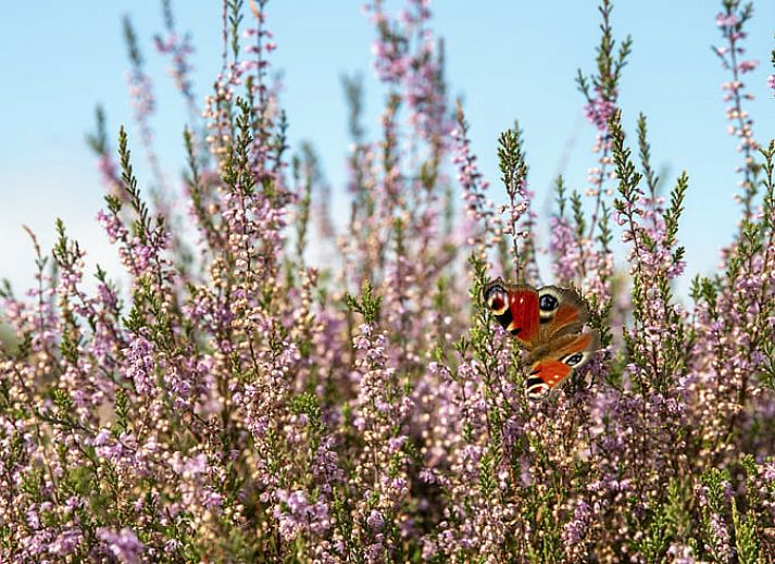 Unterkunft 323409 - Ferienhaus Veluwe - Vakantiehuisje in Rheden