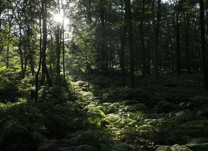 Rustige omgeving van Huisje in Rheden, vakantieaccommodatie in de natuur van Gelderland.