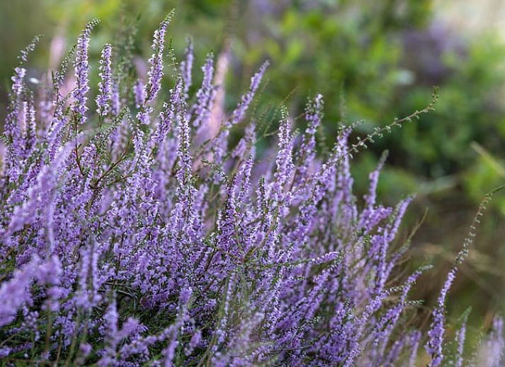 Compacte en stijlvolle binnenruimte van Vakantiehuisje in Rheden, Veluwe, Gelderland.