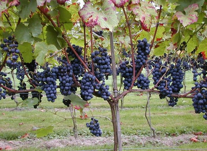 Unterkunft 323702 - Ferienhaus Veluwe - Vakantiehuisje in De Steeg