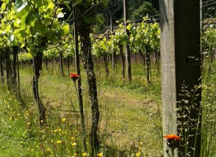 Unterkunft 323702 - Ferienhaus Veluwe - Vakantiehuisje in De Steeg
