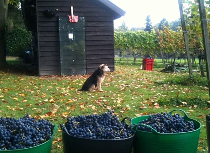 Unterkunft 323702 - Ferienhaus Veluwe - Vakantiehuisje in De Steeg