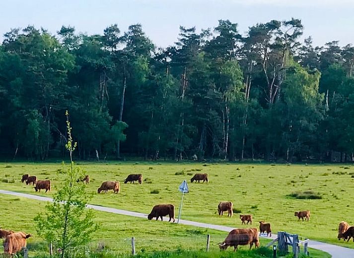 Unterkunft 323703 - Ferienhaus Veluwe - Huisje in De Steeg