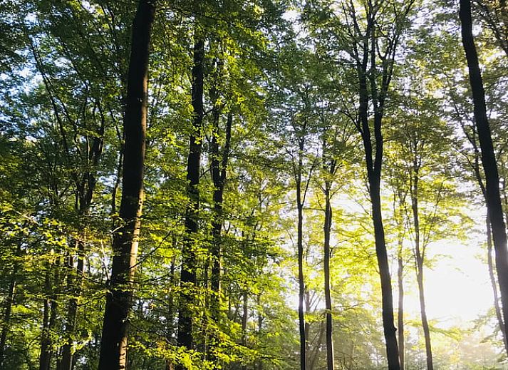 Unterkunft 323703 - Ferienhaus Veluwe - Huisje in De Steeg