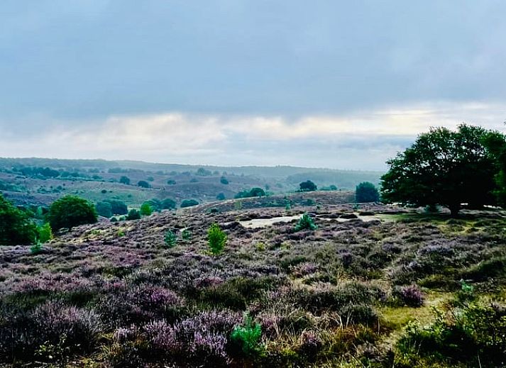 Unterkunft 323703 - Ferienhaus Veluwe - Huisje in De Steeg