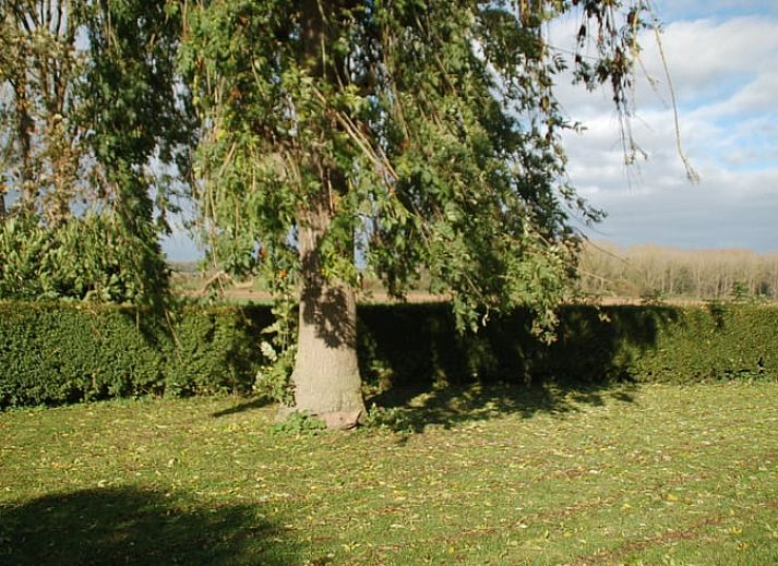 Gruener Garten mit Laterne im Ferienhaus in De Steeg, Veluwe, Gelderland.
