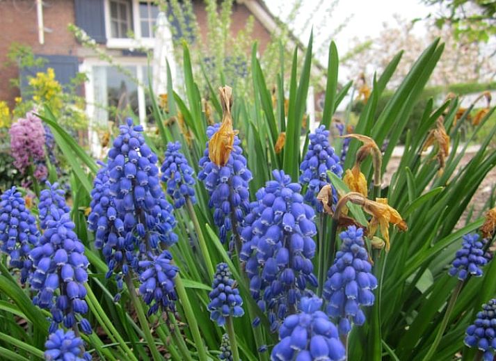 Cottage in Heerde, Veluwe vacation home surrounded by flowering trees in Gelderland.