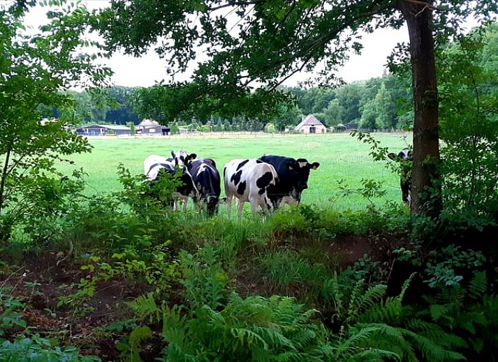 Gemuetlicher Innenraum mit Kamin im Ferienhaus in Heerde, Veluwe, Gelderland.