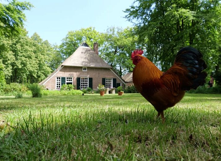 Aerial view of Cottage in Heerde, vacation home with large garden in Veluwe, Gelderland.