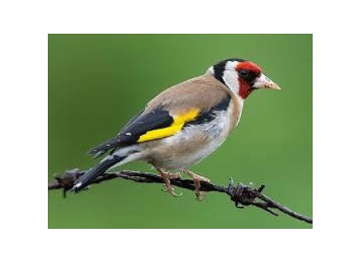Spacious garden and terrace at Het Puttertje, a cozy bed and breakfast in Hattem, Veluwe, Gelderland.