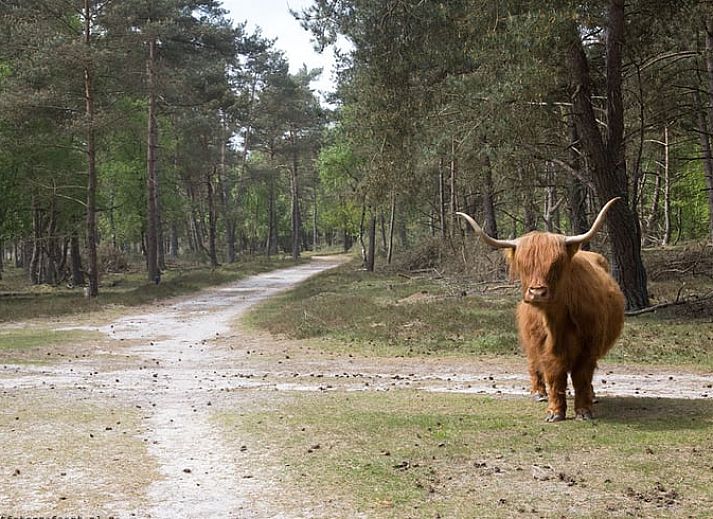 Modernes Wohnzimmer in Cottage in Hattemerbroek, Ferienunterkunft in der Veluwe.