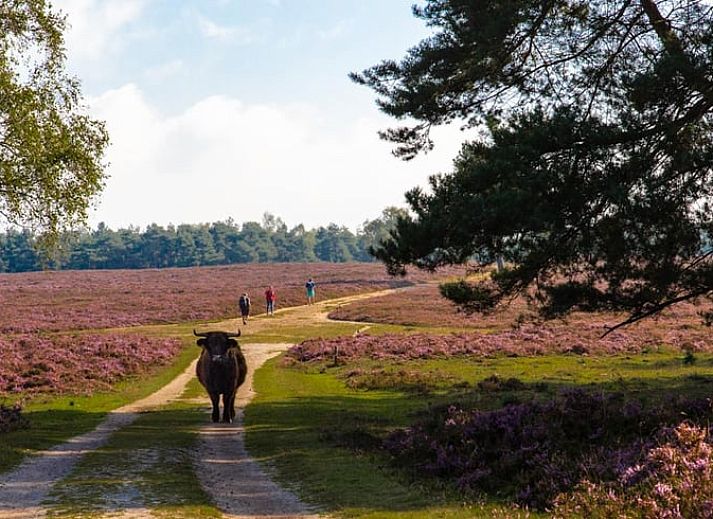 Modernes Wohnzimmer in Cottage in Hattemerbroek, Ferienunterkunft in der Veluwe.