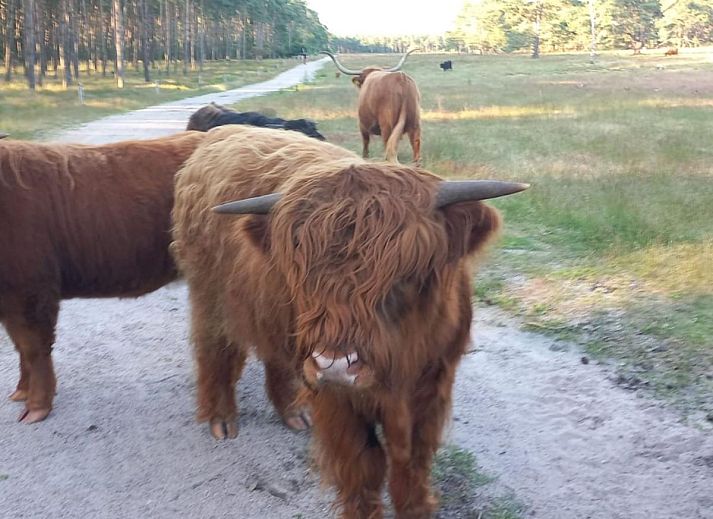 Unterkunft 324114 - Chalet Veluwe - Het Hertenpad