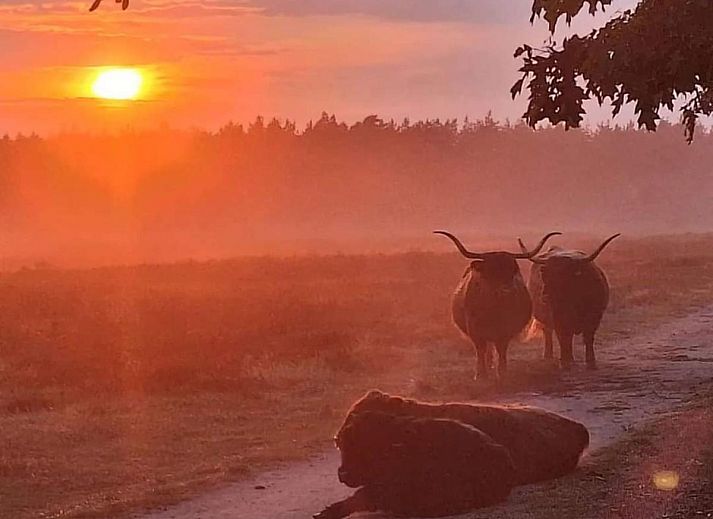 Unterkunft 324114 - Chalet Veluwe - Het Hertenpad